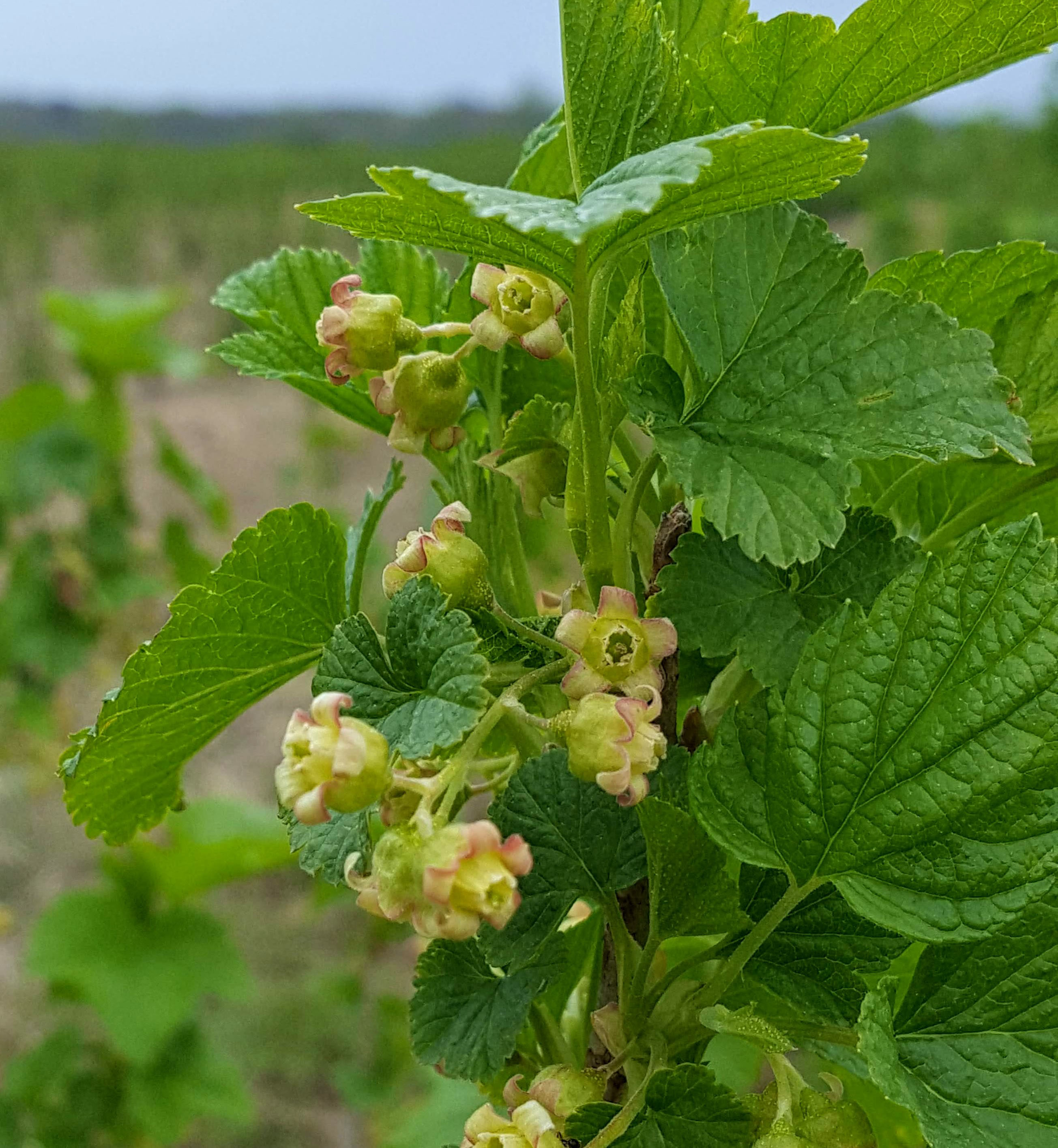 Black currents are blooming